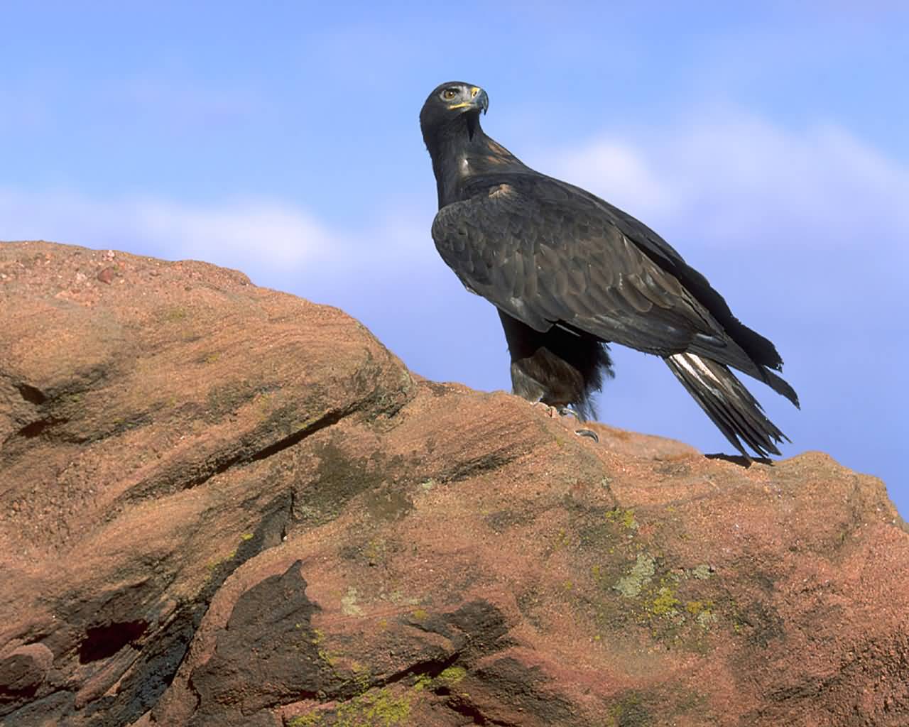 Golden Eagle